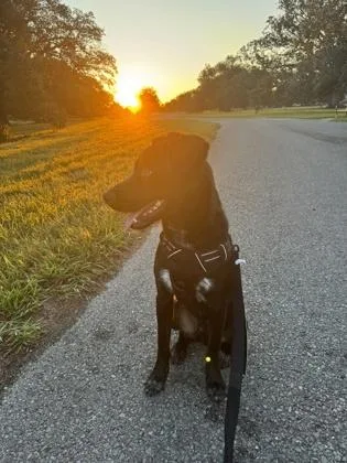 A young medium-sized male Border Collie dog named Tony for adoption in New Orleans, LA
