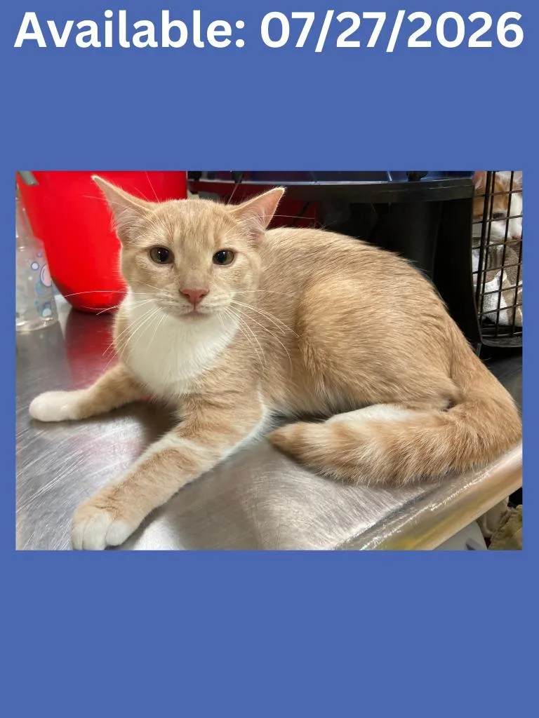 A baby medium-sized male Domestic Short Hair cat named Cat Display  Cinnamon for adoption in Greenville, TX