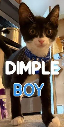 A baby medium-sized male Domestic Short Hair cat named Dimple Boy for adoption in East Hartford , CT