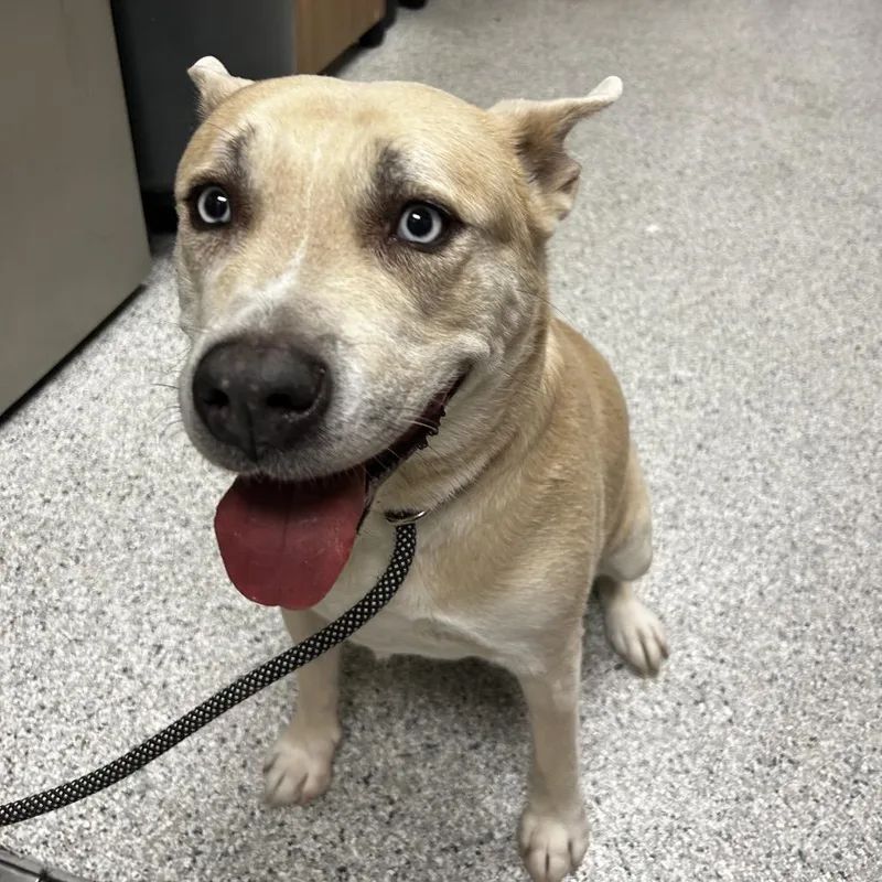 A senior large-sized female Husky dog named Peesh for adoption in Reno, NV