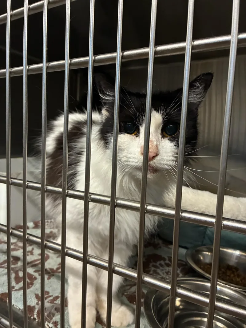 A senior medium-sized female White Domestic Long Hair cat named Betty for adoption in Murphy, TX