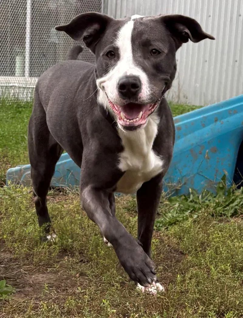 An adult large-sized female American Bully dog named Booboo for adoption in Iowa City, IA