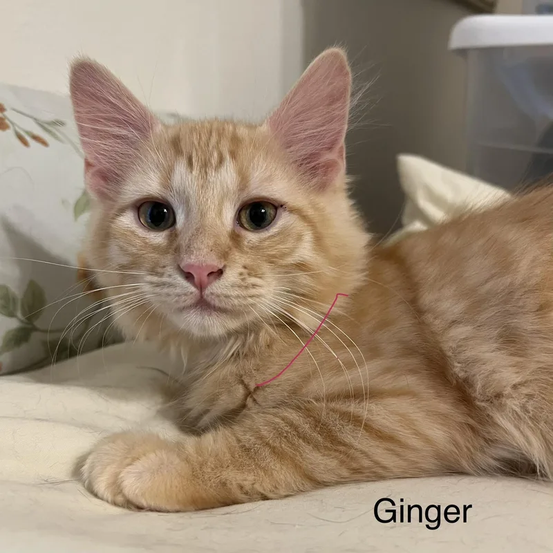 Ginger thumbnail 4