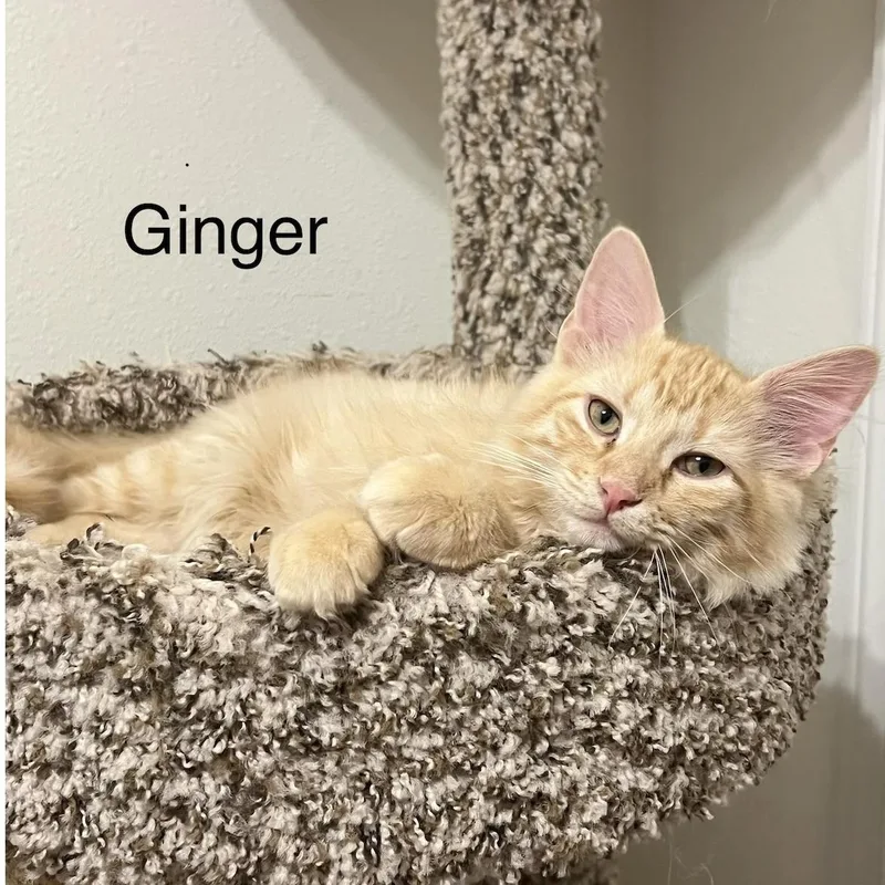Ginger thumbnail 6