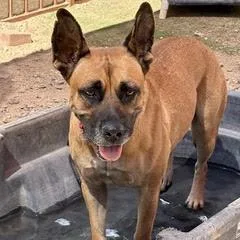 An adult medium-sized female Mixed Breed dog named Honey for adoption in Green Valley, AZ