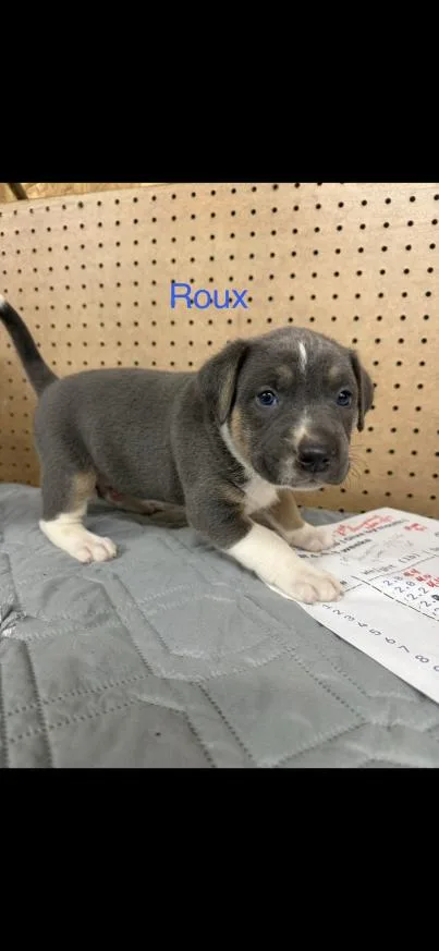 A baby small-sized male Mixed Breed dog named Roux for adoption in Grand Rapids, MI