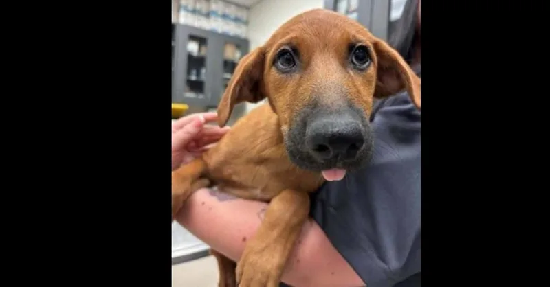 A baby medium-sized female Golden Retriever dog named Wednesday Litter: Wednesday for adoption in Dallas, TX