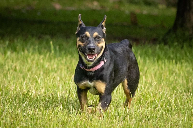 An adult medium-sized female Australian Kelpie dog named Dora Dayton for adoption in Pearland, TX