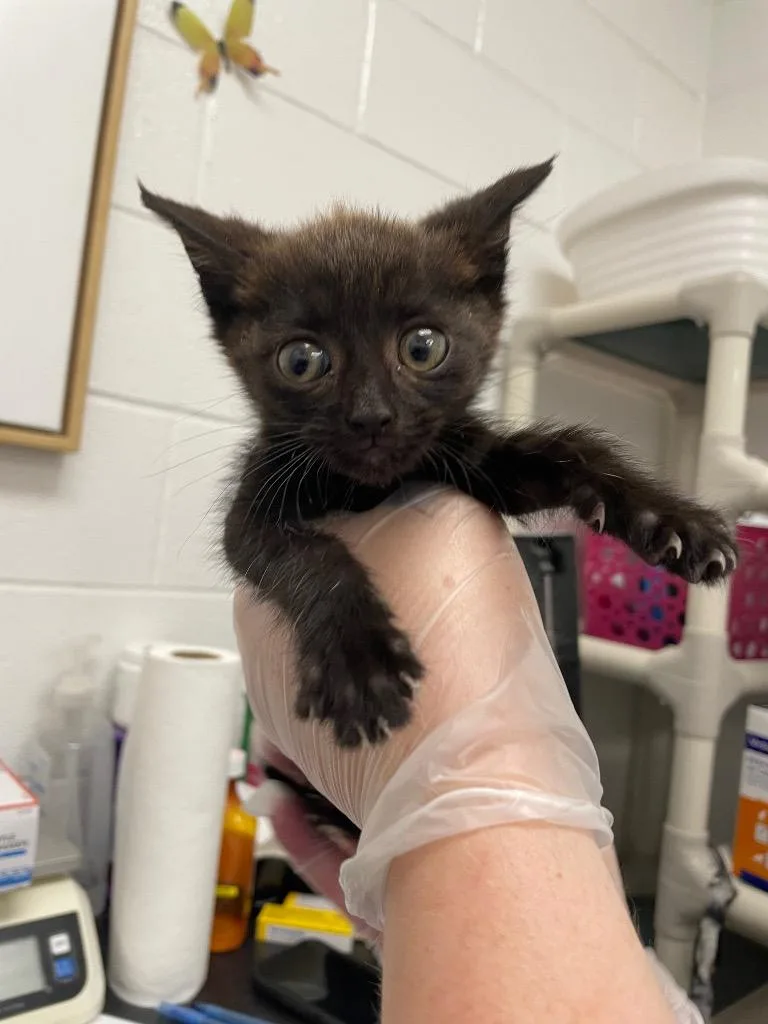A baby small-sized male Domestic Short Hair cat named Bea for adoption in Oxford, NC