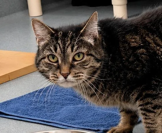 A senior medium-sized female Domestic Short Hair cat named Bonnie for adoption in Cumberland, ME