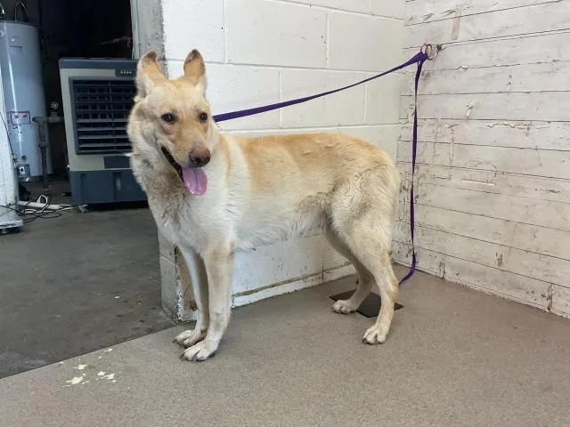 A young large-sized female German Shepherd Dog dog named Mystique for adoption in San Bernardino, CA
