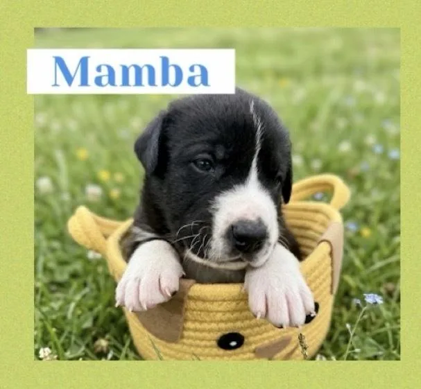 A baby large-sized male Tricolor (Brown, Black, & White) Great Dane dog named Mamba for adoption in Canyon Country, CA