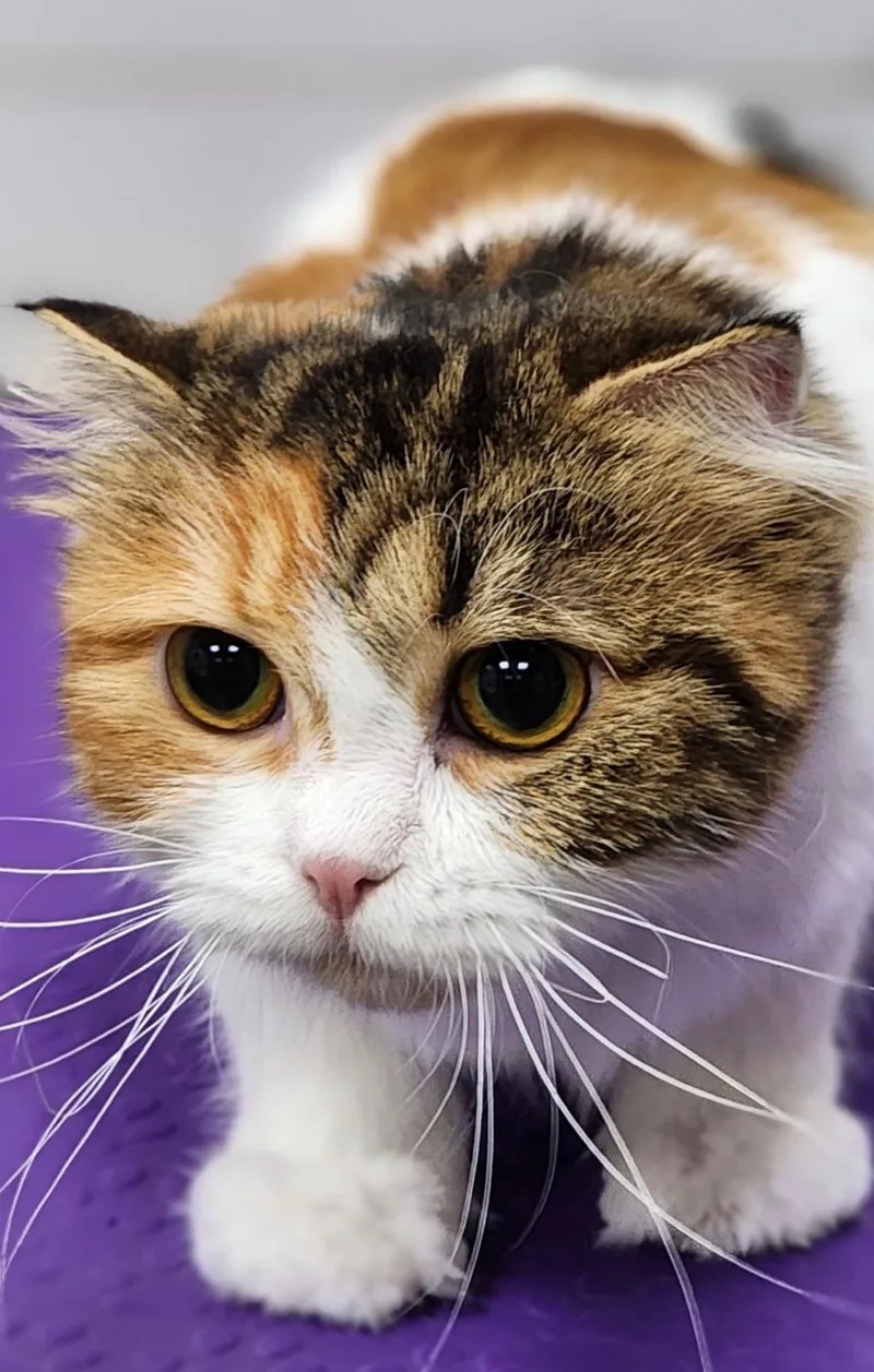A young medium-sized female Scottish Fold cat named Lilo for adoption in Snow Hill, MD