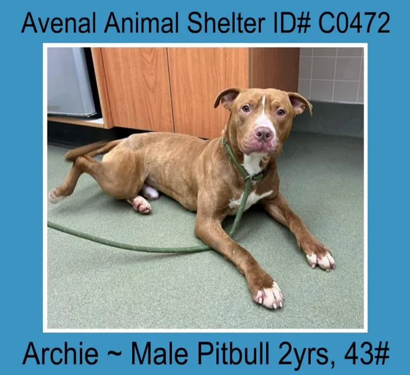 An adult medium-sized male Red / Chestnut / Orange Pit Bull Terrier dog named Archie for adoption in Avenal, CA