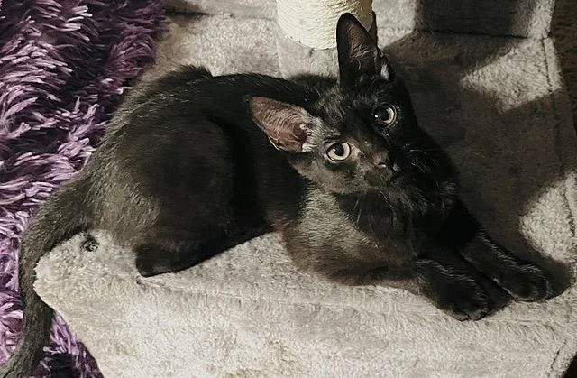 Pinky Adams thumbnail 2