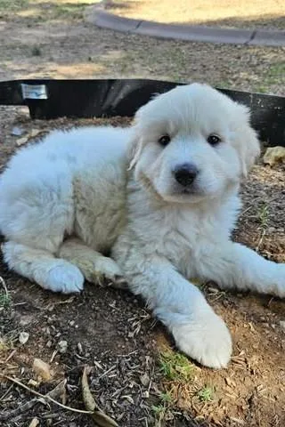 A baby extra large-sized male Great Pyrenees dog named Alto for adoption in Mesa, AZ