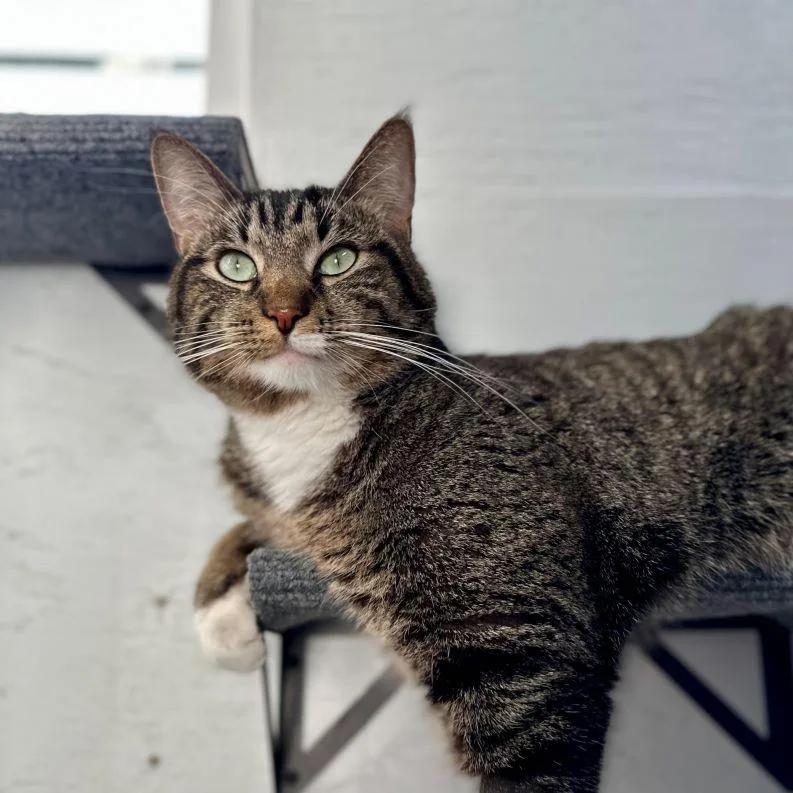 An adult large-sized male Tabby (Brown / Chocolate) Tabby cat named Hutch for adoption in Tulsa, OK