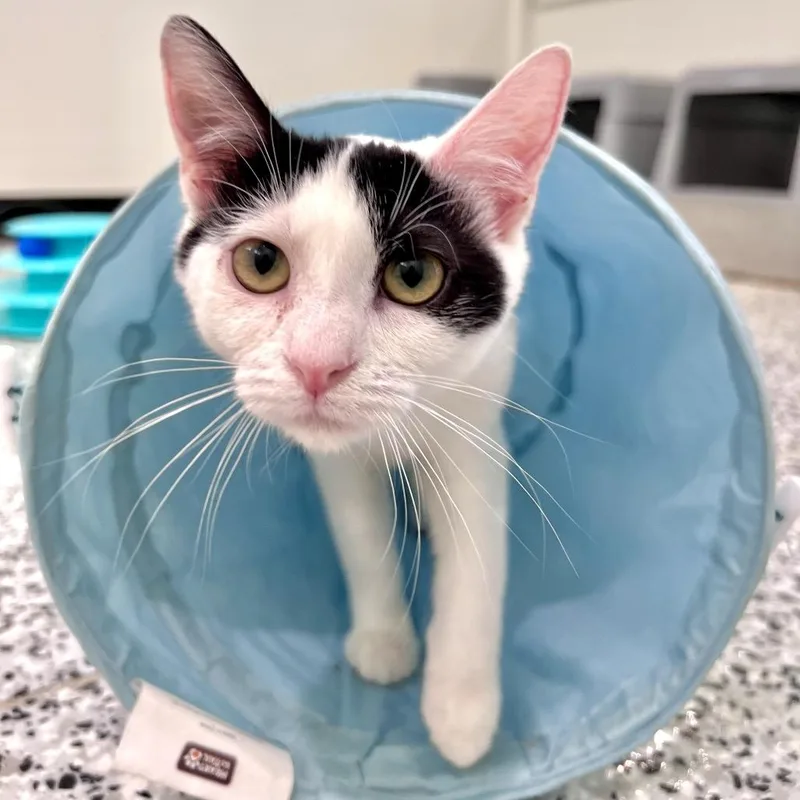 Tinkerbell thumbnail 2