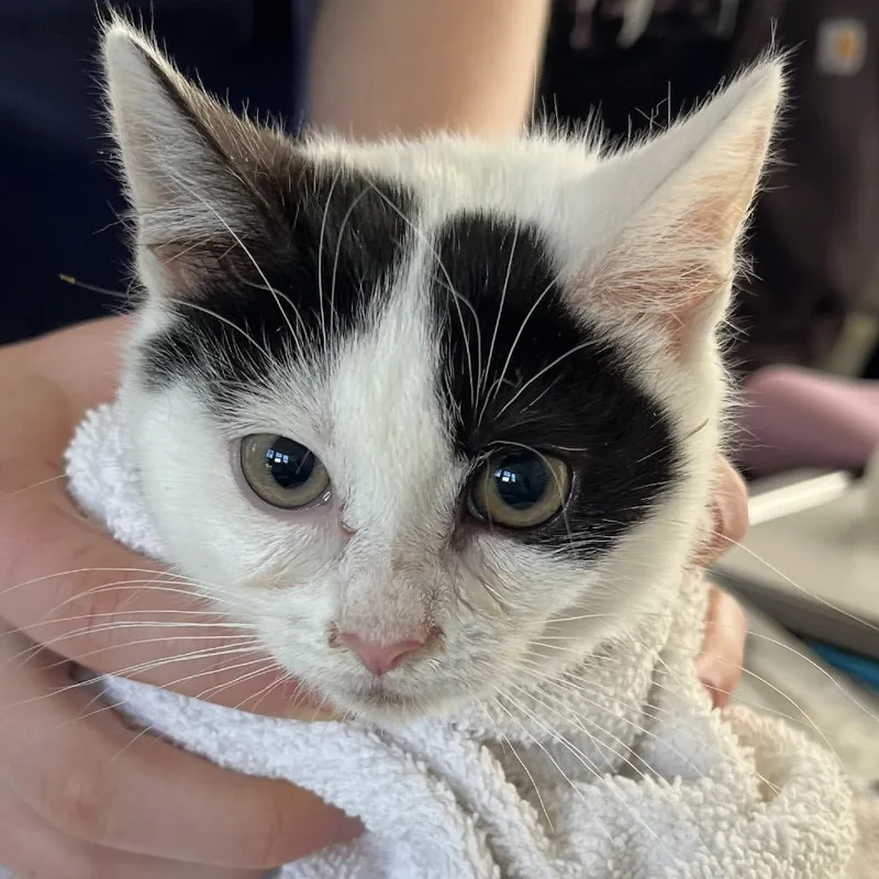 Tinkerbell thumbnail 3