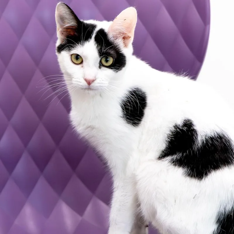 Tinkerbell thumbnail 5