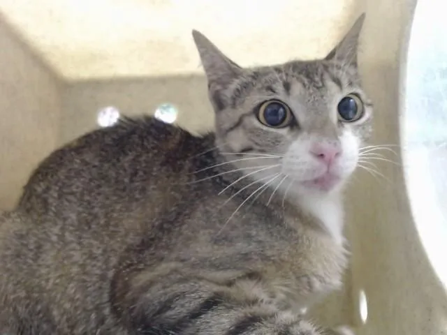 An adult small-sized female Domestic Short Hair cat named A for adoption in Moreno Valley, CA