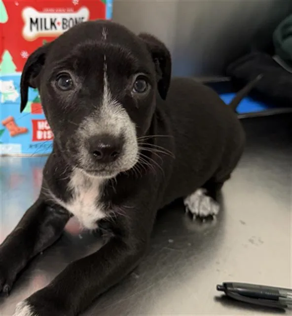 Ramona  URGENT