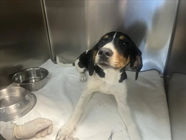 A baby small-sized female Mixed Breed dog named Dixie for adoption in Santa Fe, NM
