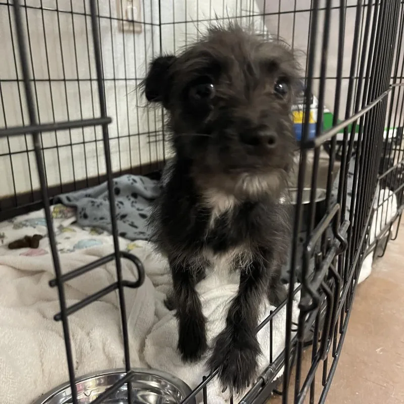 A baby small-sized male Black Terrier dog named Wookie for adoption in Flagstaff, AZ