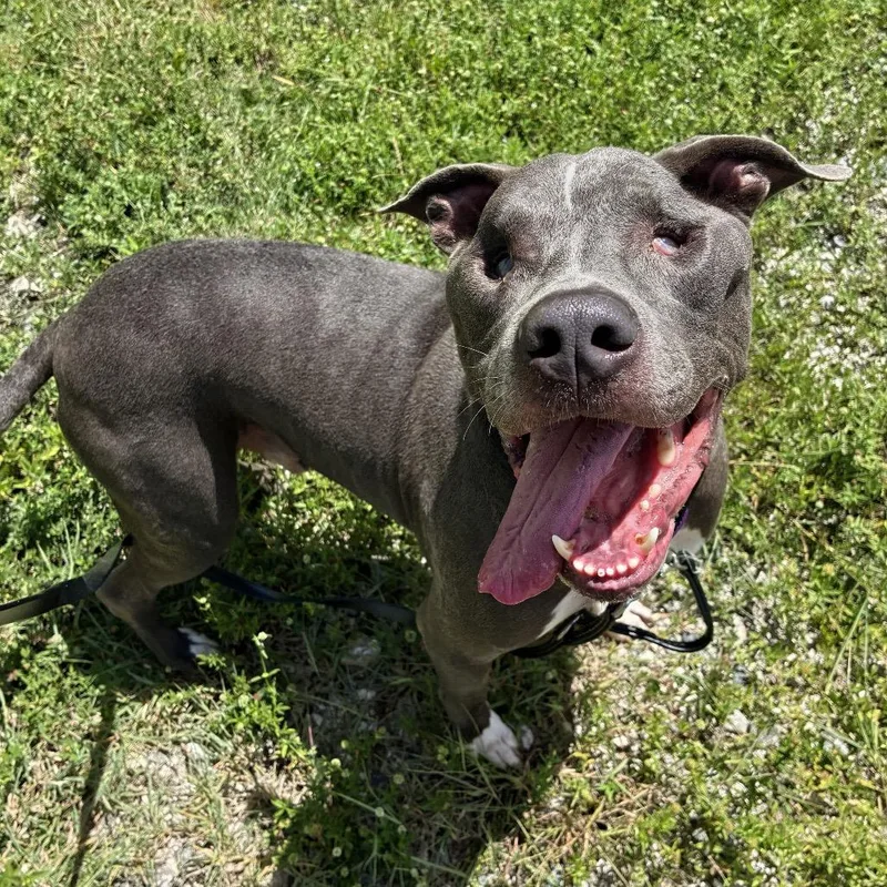 An adult large-sized male Gray / Blue / Silver Terrier dog named Milo for adoption in Fort Lauderdale, FL
