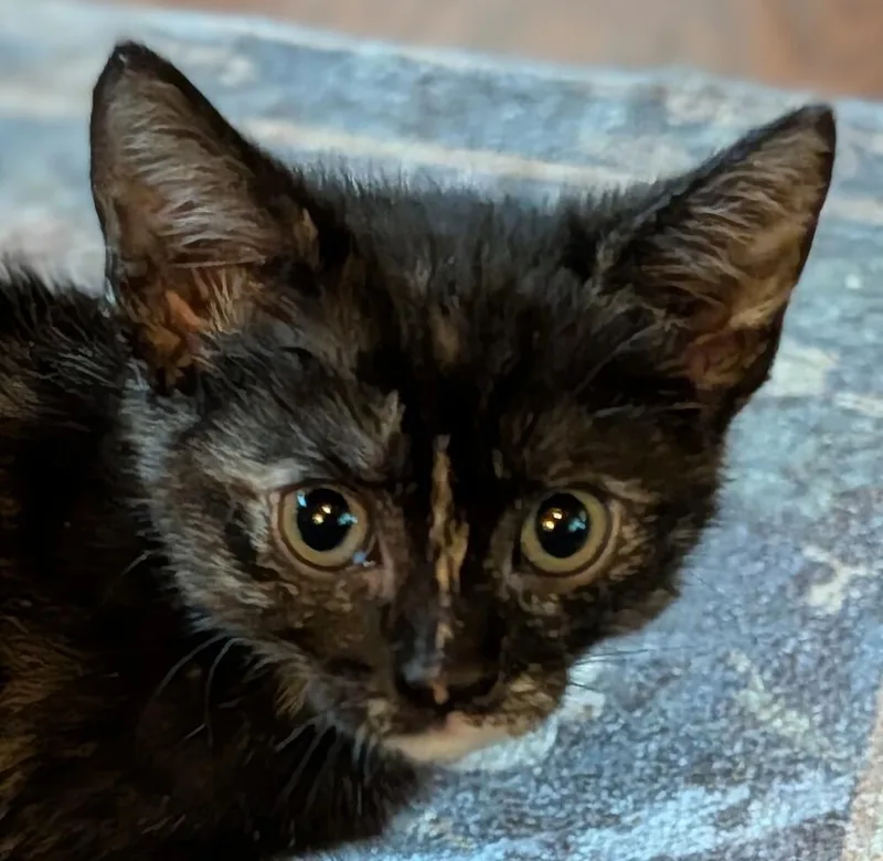 A baby small-sized female Domestic Short Hair cat named Barbie for adoption in Statesville, NC