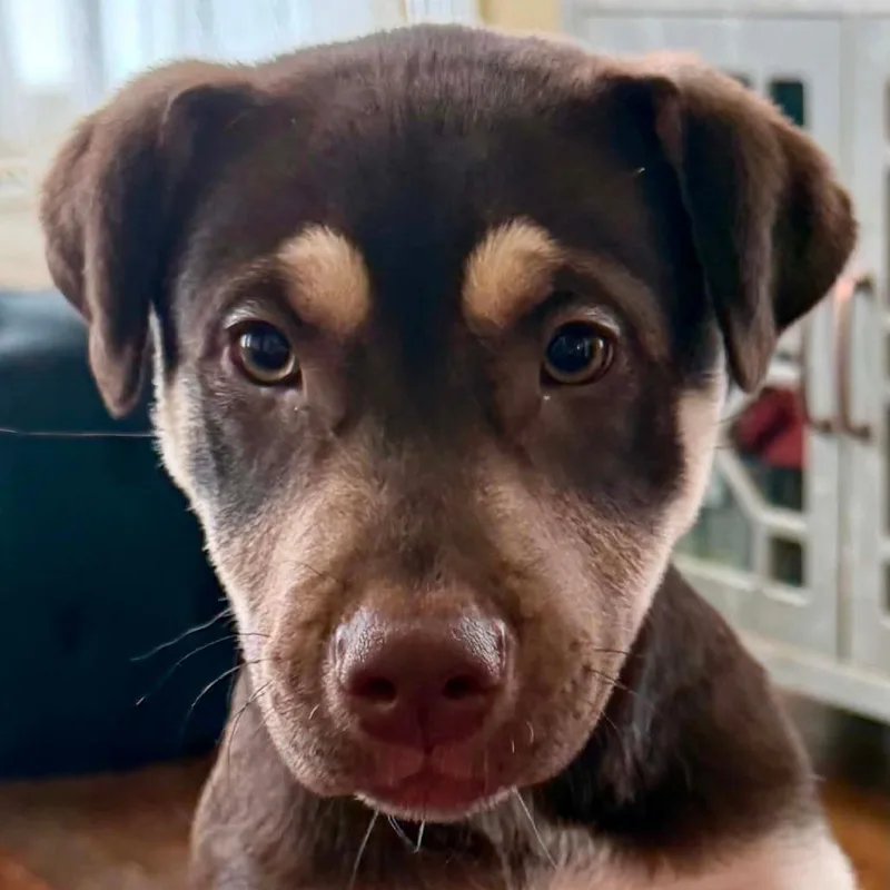 A baby medium-sized female Shepherd dog named Fernie LH for adoption in Austin, TX