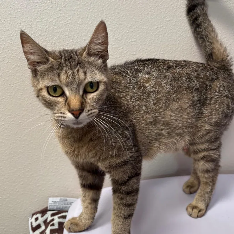 An adult medium-sized female Brown / Chocolate Domestic Short Hair cat named Mia for adoption in Englewood, FL