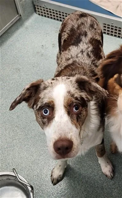 A young medium-sized female Australian Shepherd dog named Paisley A for adoption in Plano, TX
