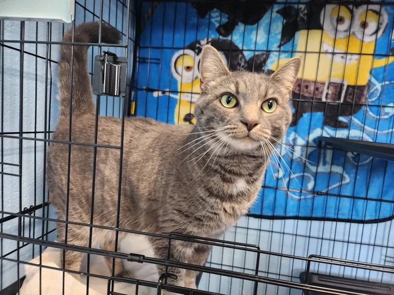 An adult medium-sized female Gray / Blue / Silver Domestic Short Hair cat named Caroline for adoption in Stanley, VA