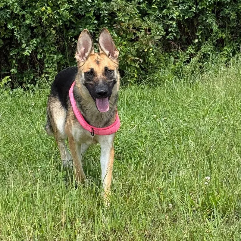 A young large-sized female Black German Shepherd Dog dog named Barbara for adoption in Medford, NJ