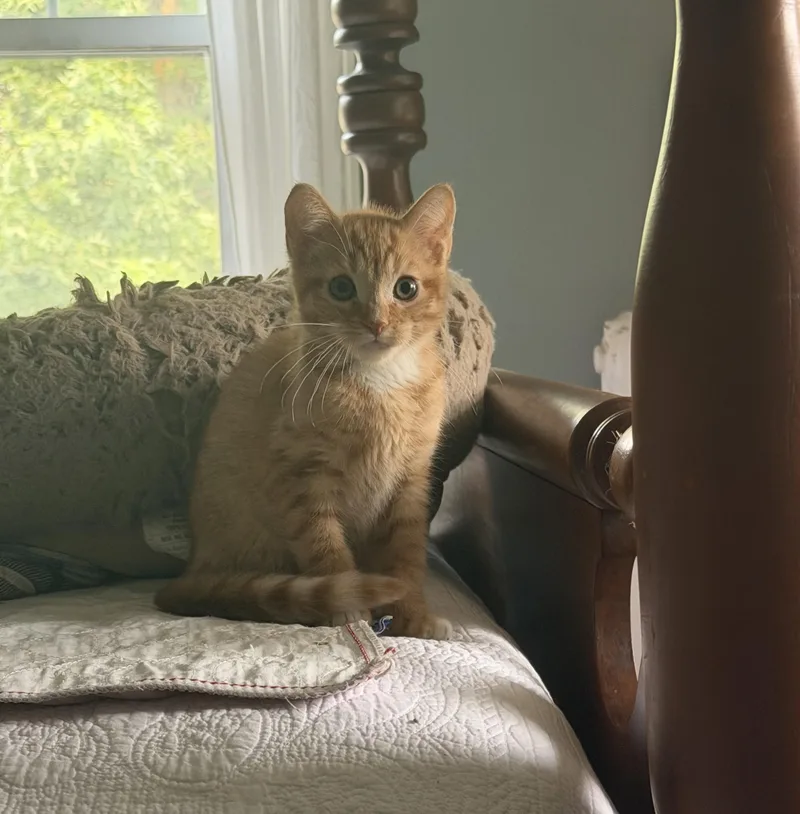 Mimosa