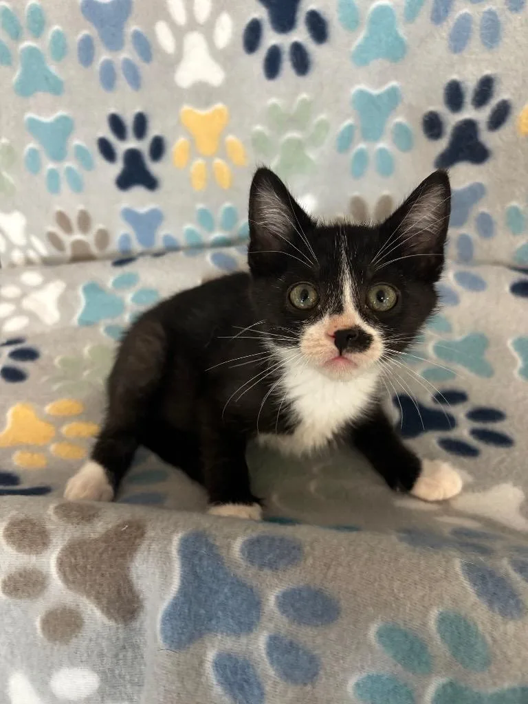 A baby small-sized male Domestic Short Hair cat named Biscuit for adoption in Wabash, IN