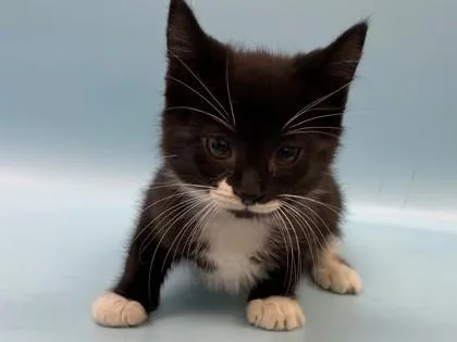 A baby small-sized male Domestic Short Hair cat named Gamma for adoption in Woodbury, MN