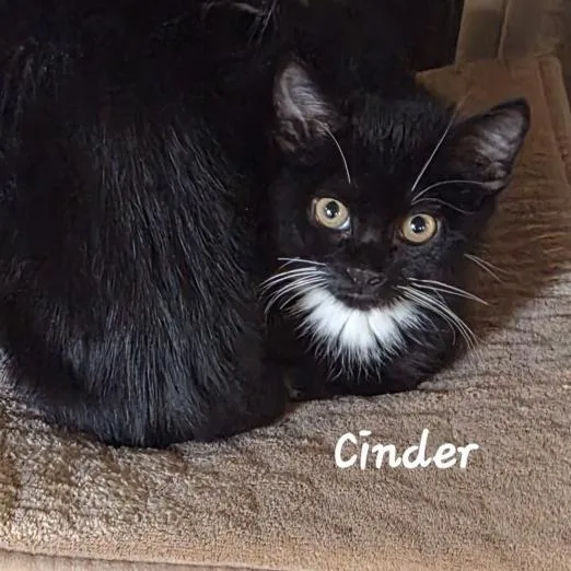 Cinder