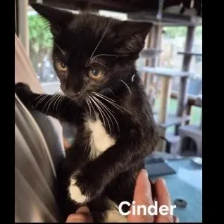 Cinder thumbnail 2