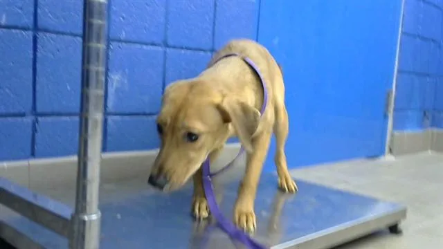A young medium-sized female German Shepherd Dog dog named Pretty for adoption in Albuquerque, NM