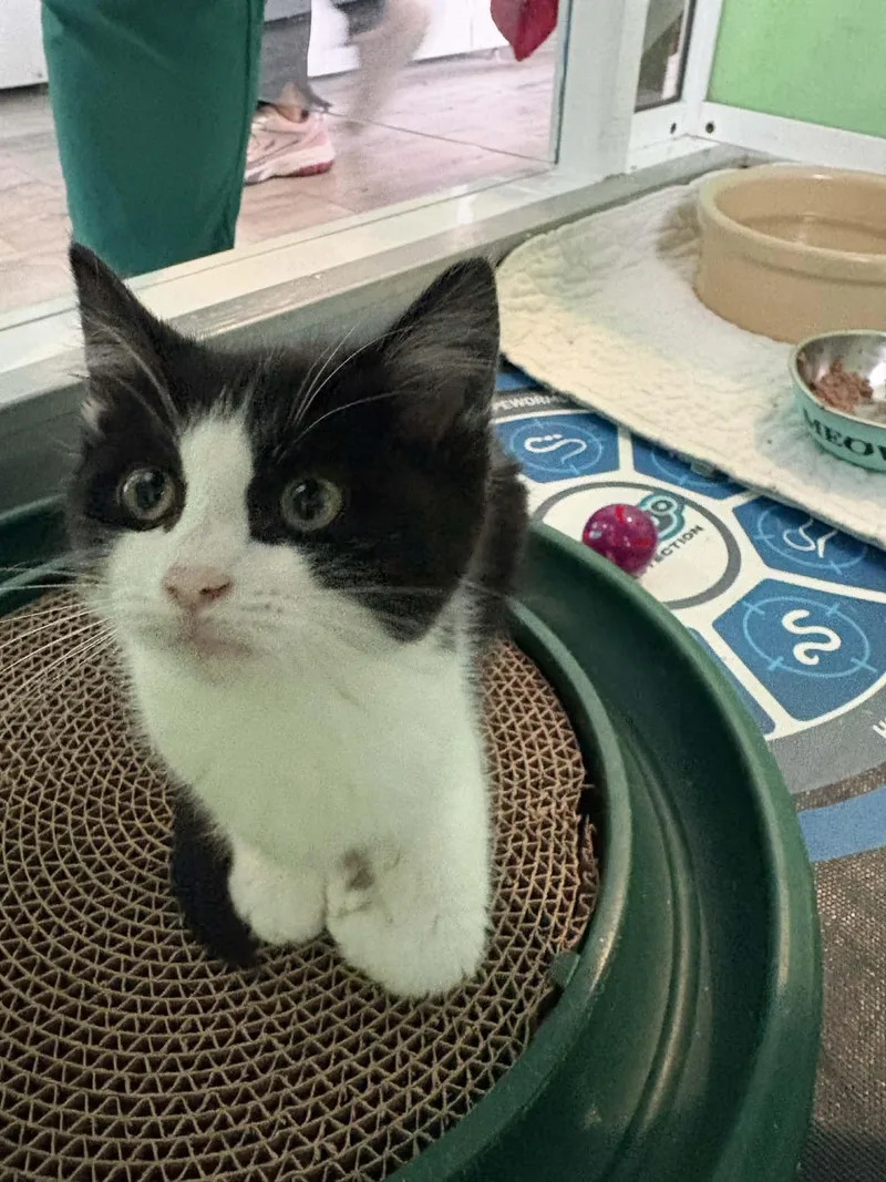 A baby medium-sized female Black & White / Tuxedo Domestic Short Hair cat named Ethel for adoption in Barboursville, WV