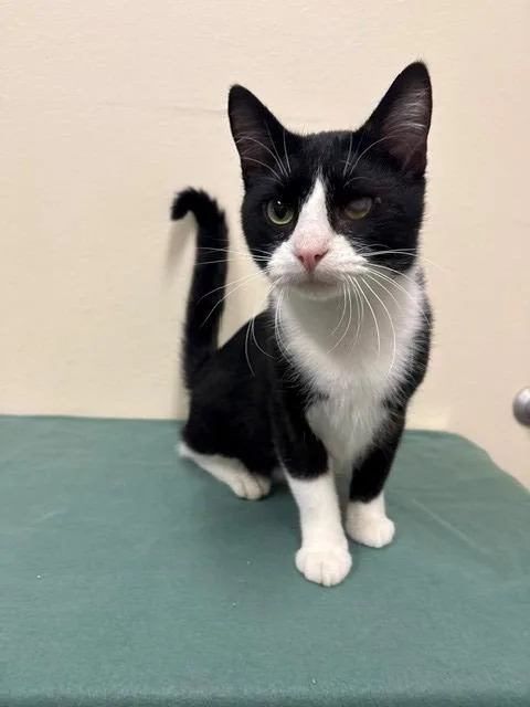 A young medium-sized male Domestic Short Hair cat named Popeye for adoption in Ladysmith, WI