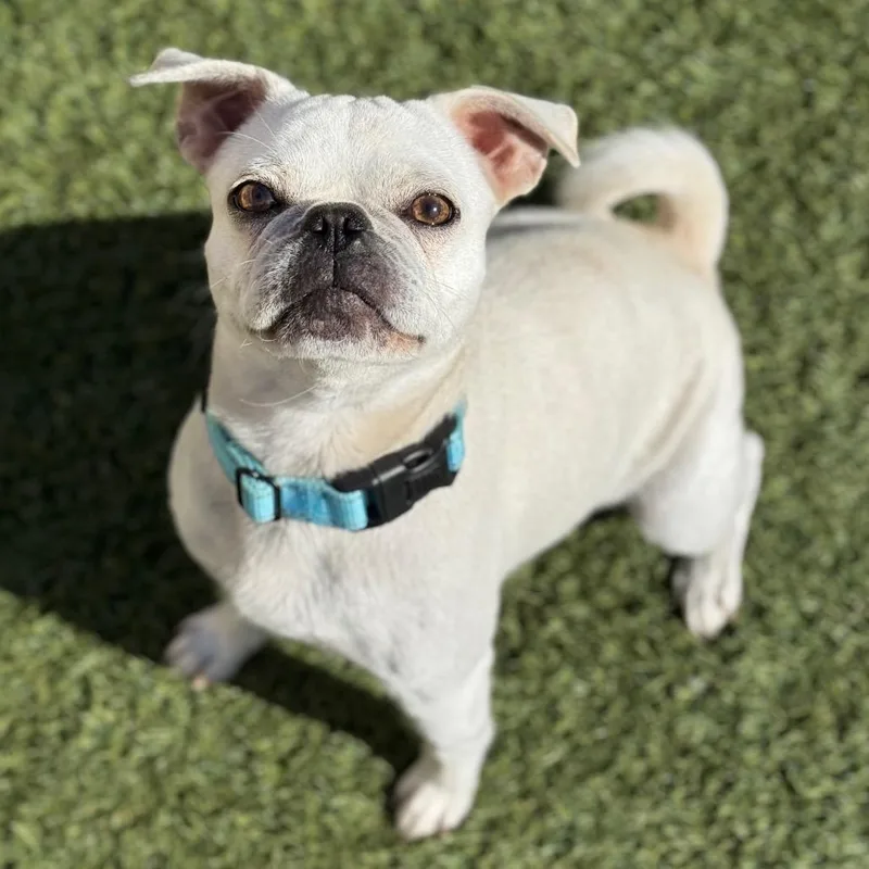 An adult small-sized female White / Cream Pug dog named Penny for adoption in Santa Barbara, CA
