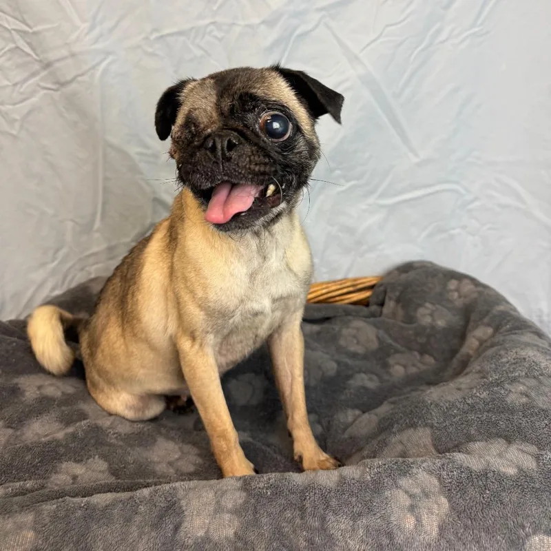An adult small-sized female Brown / Chocolate Pug dog named Suki for adoption in Fresno, CA