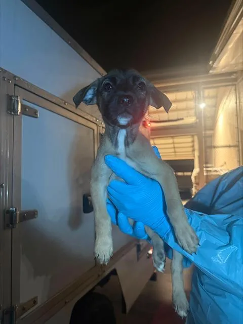 A baby small-sized female American Staffordshire Terrier dog named Junebug for adoption in San Antonio, TX