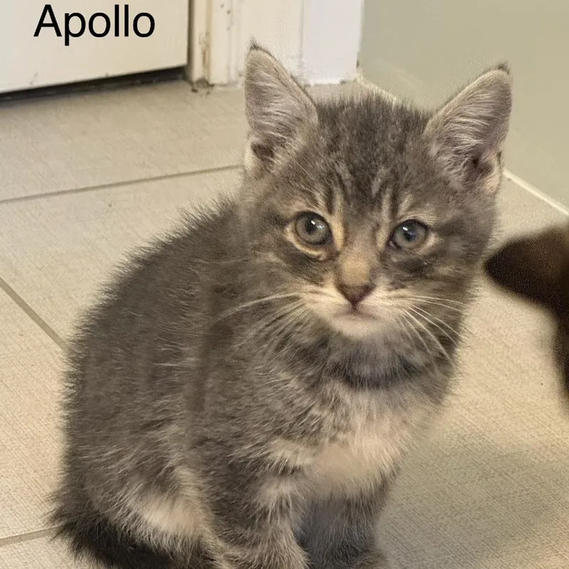 A baby small-sized male Gray / Blue / Silver Domestic Short Hair cat named Apollo for adoption in Houston, TX