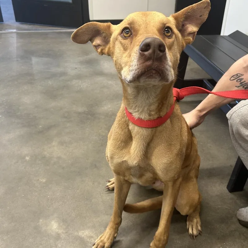 An adult large-sized male Yellow / Tan / Blond / Fawn Terrier dog named Kovu for adoption in Tampa, FL