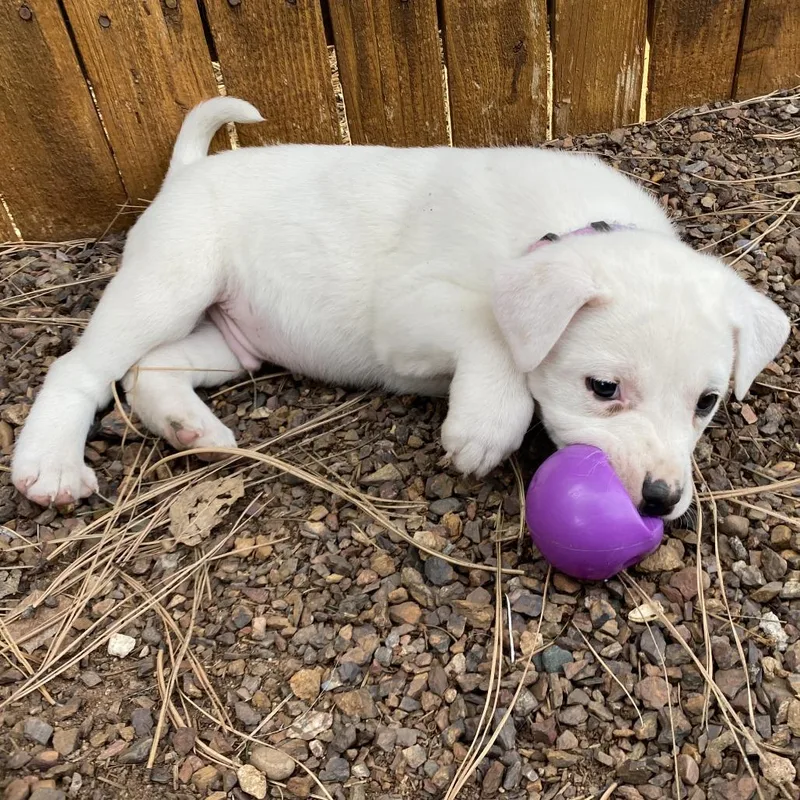 Hereford thumbnail 2