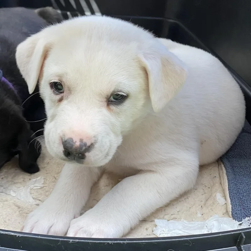 Hereford thumbnail 3